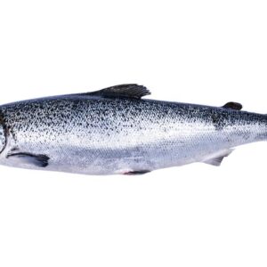 whole salmon fish