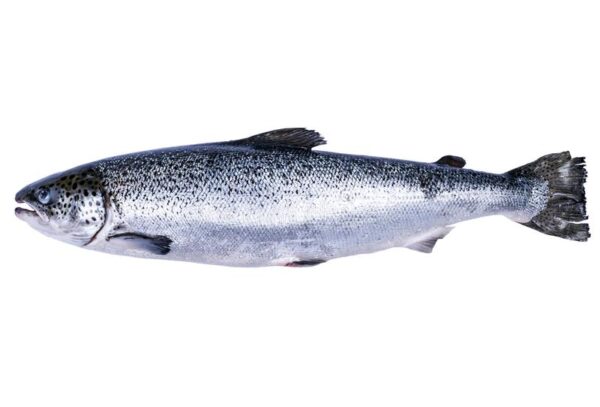 whole salmon fish